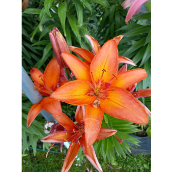 Lilia azjatycka Orange Pixie-Lilium asiatic
