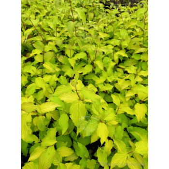 Dereń rozłogowy Sunshine-Cornus sericea