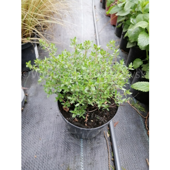 Tymianek pospolity - Thymus vulgaris