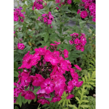 Płomyk wiechowaty Famous Magenta - Phlox paniculata