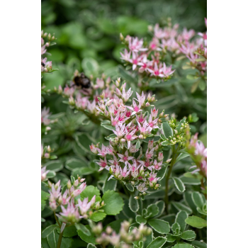 Rozchodnik Tricolor - Sedum spurium