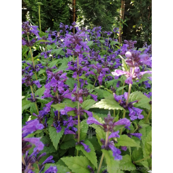 Kocimiętka żyłkowa Neptune - Nepeta nervosa