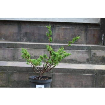 Jałowiec chiński Shimpaku - Juniperus chinensis 0084