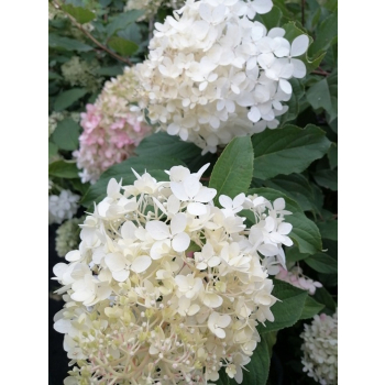 Hortensja bukietowa Grandiflora-Hydrangea paniculata