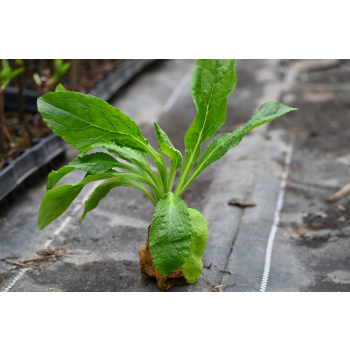 Naparstnica Digiplexis Berry Canary PBR - Digitalis hybrida