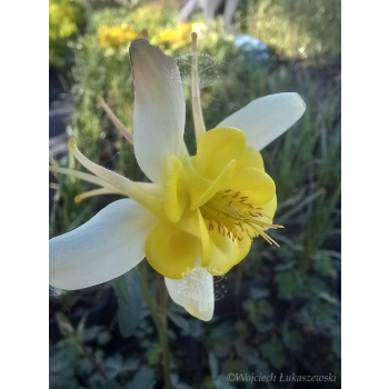 Orlik błękitny Scott Elliott-Aquilegia caerulea