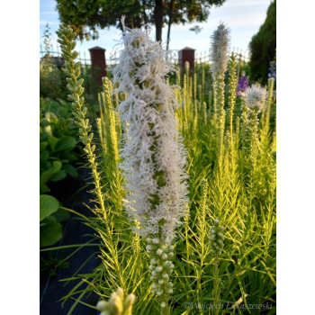 Liatria kłosowa biała-Liatris spicata