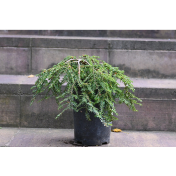 Choina kanadyjska Cole's Prostrate -Tsuga canadensis 0006