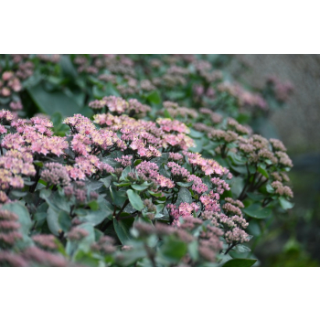 Rozchodnik ogrodowy Globe Purple - Sedum hybridum
