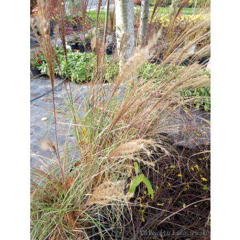 Miskant chiński Yakushima Duarf-Miscanthus sinensis