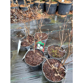 Fotergilla olszolistna Suzanne-Fothergilla gardenii