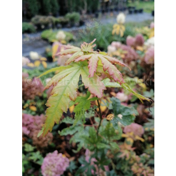 Klon palmowy-Acer palmatum