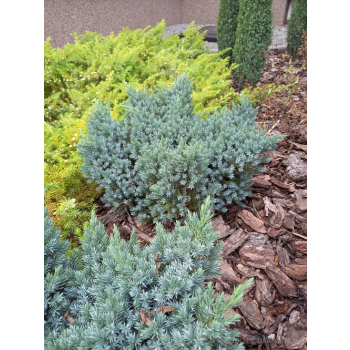 Jałowiec łuskowy Blue Star-Juniperus squamata