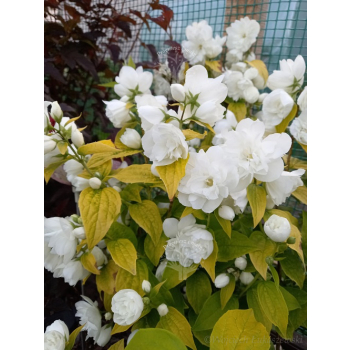 Jaśminowiec Yellow Hill-Philadelphus