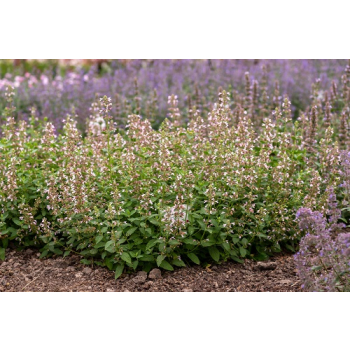 Kocimiętka wielkokwiatowa Dawn to Dusk - Nepeta grandiflora