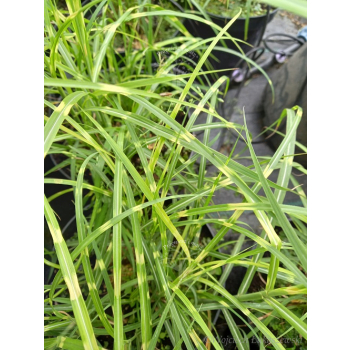 Miskant chiński Strictus Dwarf-Miscanthus sinensis