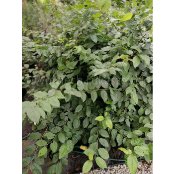 Grab pospolity-Carpinus betulus
