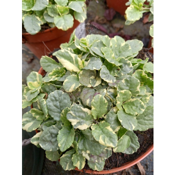 Dąbrówka rozłogowa Variegata-Ajuga reptans