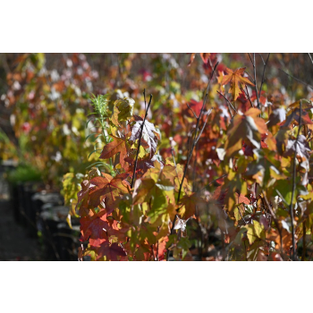 Ambrowiec amerykański - Liquidambar styraciflua