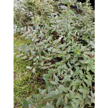 Wierzba Moorei-Salix x grahamii