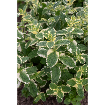 Mięta Variegata - Mentha rotundifolia