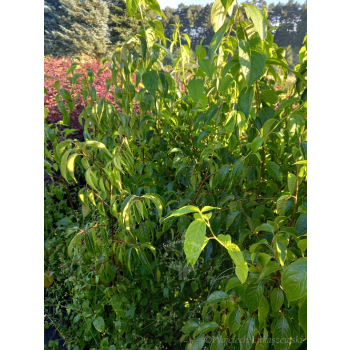 Eukomia wiązowata-Eucomia ulmoides