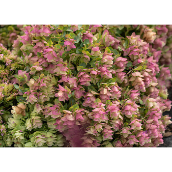 Oregano Kent Beauty - Origanum rotundifolium
