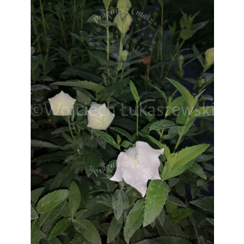 Platykodon biały-Platycodon grandiflorus