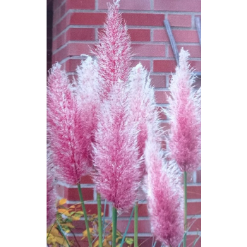 Trawa pampasowa Rosea-Cortaderia selloana