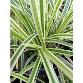 Turzyca japońska Gold Band-Carex morrowii