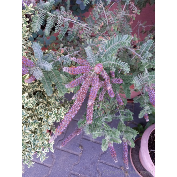 Amorfa sina-Amorpha canescens