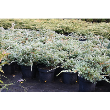 Jałowiec łuskowy Blue Carpet - Juniperus squamata