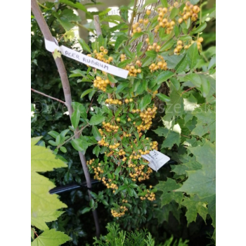 Ognik Soleil d`Or-Pyracantha