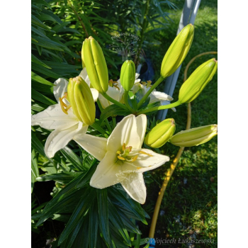 Lilia azjatycka Ivory Pixie-Lilium asiatic