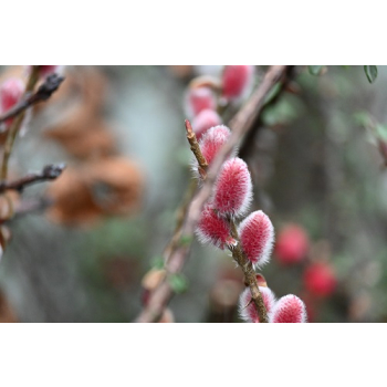 Wierzba smukłoszyjkowa Mt Aso - Salix gracillistyla