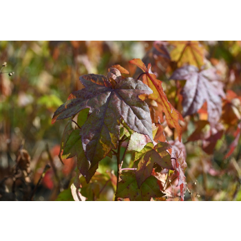 Ambrowiec amerykański - Liquidambar styraciflua