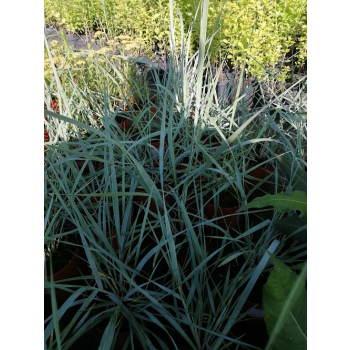 Wydmuchrzyca piaskowa-Leymus arenarius