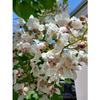 Katalpa zwyczajna-Catalpa bignonioides