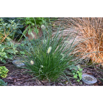 Rozplenica japońska-Pennisetum alopecuroides Little Bunny