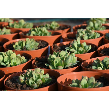 Rozchodnik okazały Meteor - Sedum spectabile