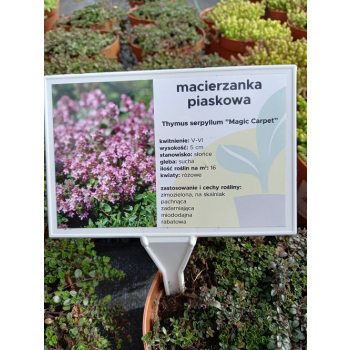 Macierzanka piaskowa Magic Carpet - Thymus serpyllum