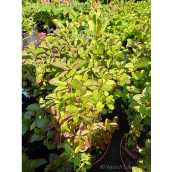 Mięta orange-Mentha citrata