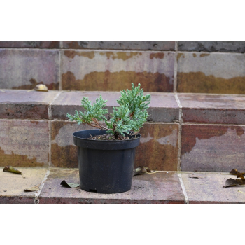 Jalowiec łuskowy Holger - Juniperus squamata 0005