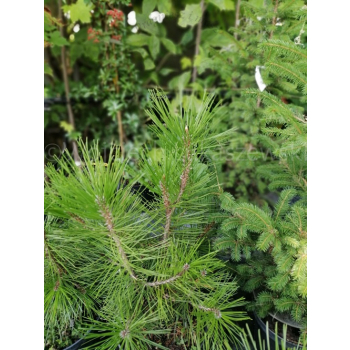 Sosna bośniacka-Pinus heldreichii