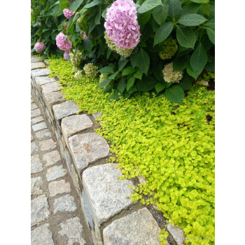 Tojeść rozesłana Goldilocks-Lysimachia nummularia