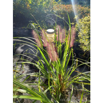 Rozplenica japońska Red Head - Pennisetum alopecuroides