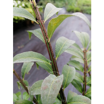 Trzmielina oskrzydlona Rudy Haag-Euonymus alatus