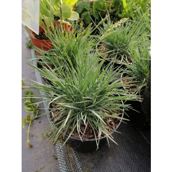 Strzęplica sina - Koeleria glauca