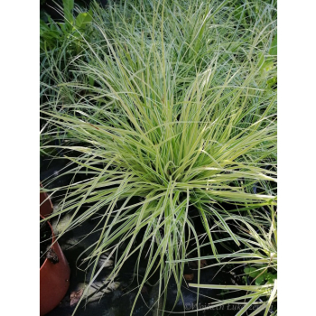 Turzyca oszimska K2 - Carex oshimensis