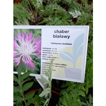 Chaber białawy - Centaurea dealbata